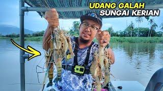 GASAK DISERANG Udang Galah Sungai Kerian