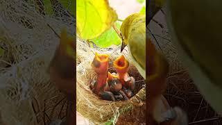 Tinny Bug feeding Day 4 EP 116