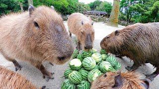 【ASMR】Capybara eat thinned watermelon