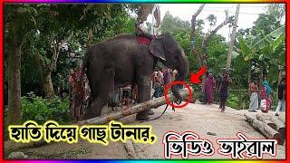 হাতি দিয়ে গাছ টানা। Trees being pulled by elephants। Viral video of elephant। sr vip media