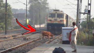 Animal vs Train - Animals Hit By Train Compilation #3