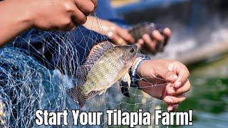 Tilapia Farming For Beginners - Farm with Tilapia 2024