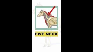 What Creates Ewe Neck?  Holistic Horseworks