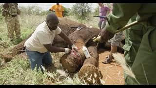 Treating a Snared Bull Elephant  Sheldrick Trust