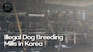 Dog breeding mills in Korea which breed puppies like factories only for money  Undercover Korea