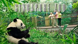 Day Trip to Singapore Zoo  Full Walking Tour  Amazon River Quest  River Safari Reservoir Cruise