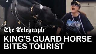 Tourist bitten by King’s Guard horse - while standing under warning sign