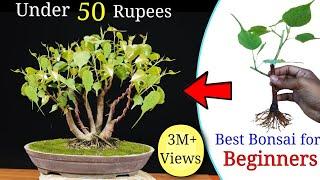 How to easily  make a Bonsai Tree under 50 rupess  Best Bonsai for beginners