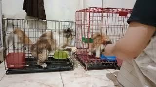 RAHASIA KUCING BULU LEBAT GEMBUL GEDE BONGSOR