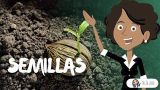 Las semillas  CIENCIAS  Video Educativo