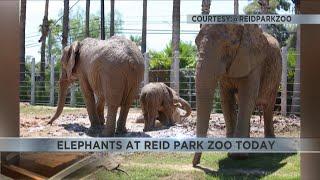 Reid Park Zoo elephants rolling in mud on this warm Fourth of July