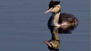 Little Grebe  Bird Call  Bird Song