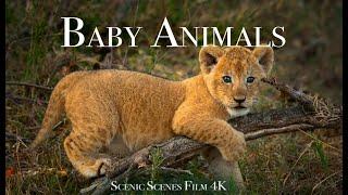 Baby Animals 4K - Amazing World Of Young Animals  Scenic Relaxation Film