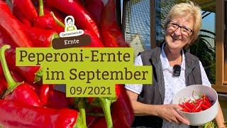 Peperoni ernten im September und Vorrat anlegen