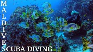 Maldives Scuba Diving - Feb 2019 on Carpe Diem Liveaboard Dive Boat