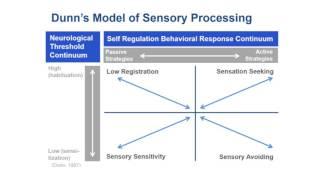 Dunns Model of Sensory Processing Video - Carrie Ciro  MedBridge