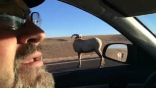 Tough guys cat-call a long-horned sheep on the road