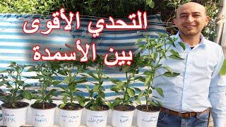 تحدي بين أفضل خمسة أسمدة على النباتات A Challenge Between the Best Five Fertilizers on Plants