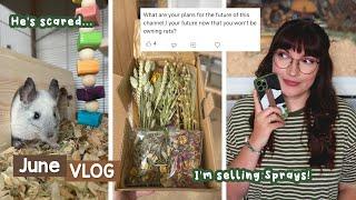 Selling sprays scared chinchilla & how the rats are doing  VLOG