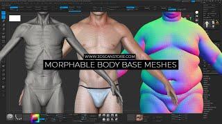 Morphable Male and Female Base Meshes