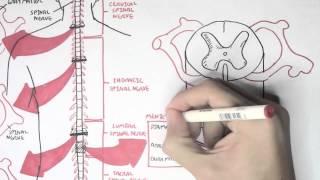 Neurology - Spinal Cord Introduction