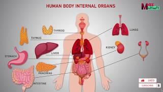 Human Body Internal Organs  Human Anatomy Animation 2024
