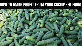 HOW TO MAKE PROFIT ON YOUR CUCUMBER FARM 