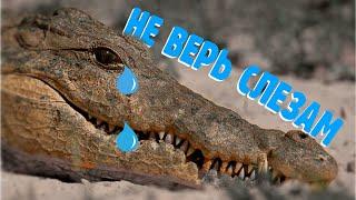 Что такое крокодиловы слезы