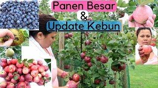 PANEN BESAR Buahnya melimpah ruah & UPDATE KEBUN #PANEN #KEBUNAPEL #BUAHPLUM