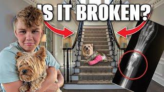 Our DOG Fell Down the STAiRS Is it Broken?