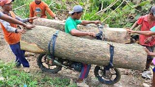 the expertise of a wooden crossbar motorcycle taxi carrying large logs over extreme roads