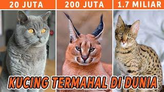 FANTASTIS Ini Dia 10 Jenis Kucing Termahal di Dunia Ada yang Harganya Setara Rumah