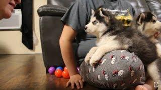 Husky Puppy Argues Over Bath  Husky Puppy Talking  Funny & Cute