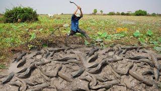 Wow Amazing fishing - Searching & Catfish In Big Secret Hole  Dry Season By Fisherman Skills