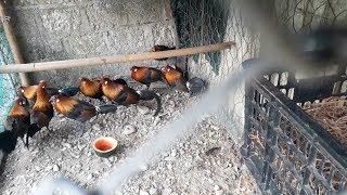 MANTAP  Senang Sekali Akhirnya Bisa Ternak Ayam Hutan Merah Ori Sebanyak Ini
