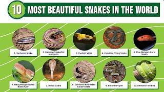 Top 10 Most Beautiful Snakes In The World