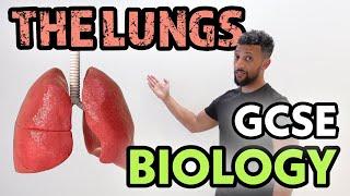 GCSE Biology - Lungs Rap