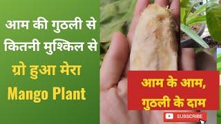 How to grow a mango plant  आम के पौधे को गुठली से कैसे उगाए