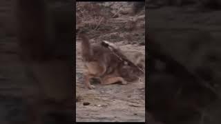 INCREDIBLE ESCAPE  Wolf vs racoon   #shortsfeed #shortvideo #shortsvideo #hunter