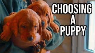 Complete Guide to Buying a Puppy