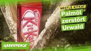 Nestle Kitkat Orang-Utans