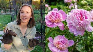 Peony Growing Guide How to Plant Grow Harvest Divide & Transplant Peonies