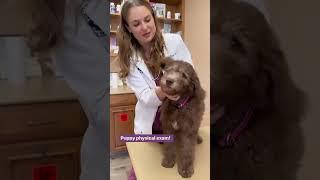 Cutest Chocolate Doodle Puppy EVER #chocolatedoodle #doodlepuppy #puppy #cutestpuppy #puppyvideos