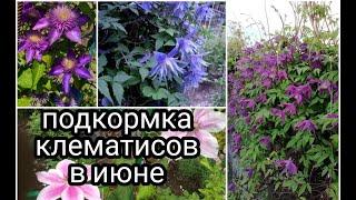 ПОДКОРМКА КЛЕМАТИСОВ В ИЮНЕ.