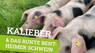 Kalieber & Das Bunte Bentheimer Schwein