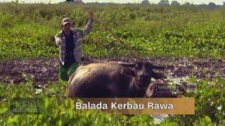 Balada Kerbau Rawa - Inside Indonesia