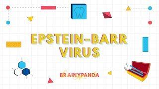 Herpes Virus - 4 Epstein Barr Virus  Ilmu Penyakit Mulut  Ilmu Kedokteran Gigi
