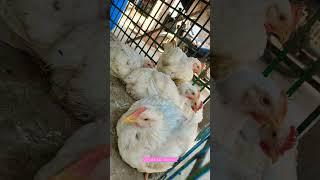 Female Broiler chicken is waiting for slaughter 