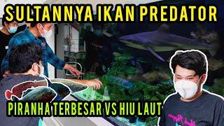 SULTANNYA IKAN PREDATOR SEMUA IKAN PREDATOR ADA DISINI