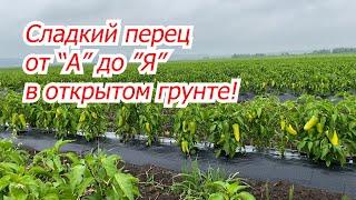 Выращивание сладкого перца на поле от А до Я Сроки схемы  поливы подкормкии т.д.